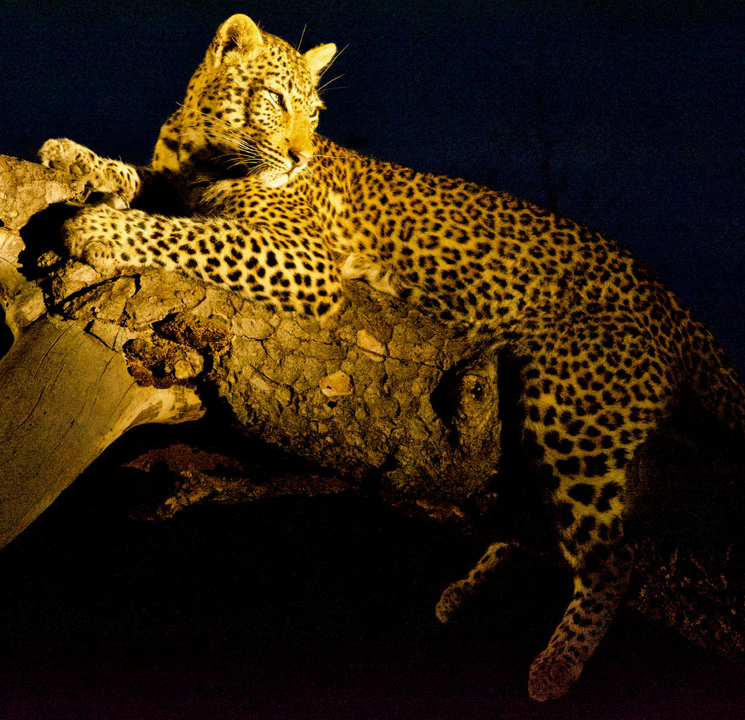 Sabi Sands Leopard