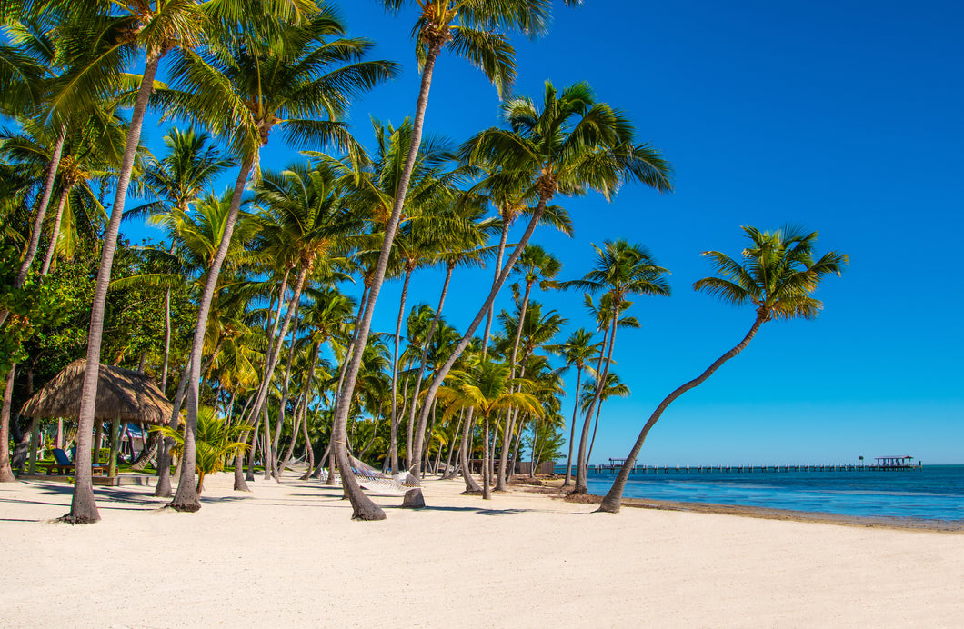 Palms Swaying on the Beach