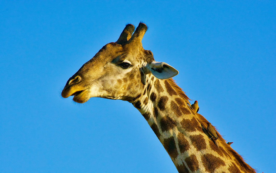 Chobe River Giraffe