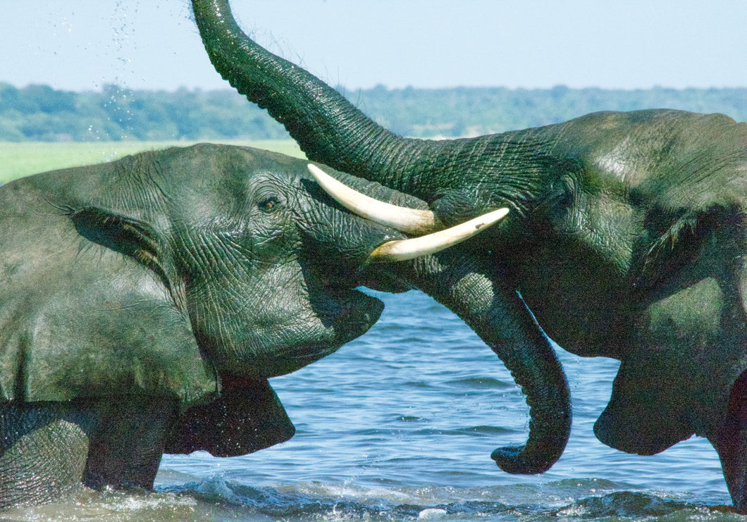 Elephants Playing