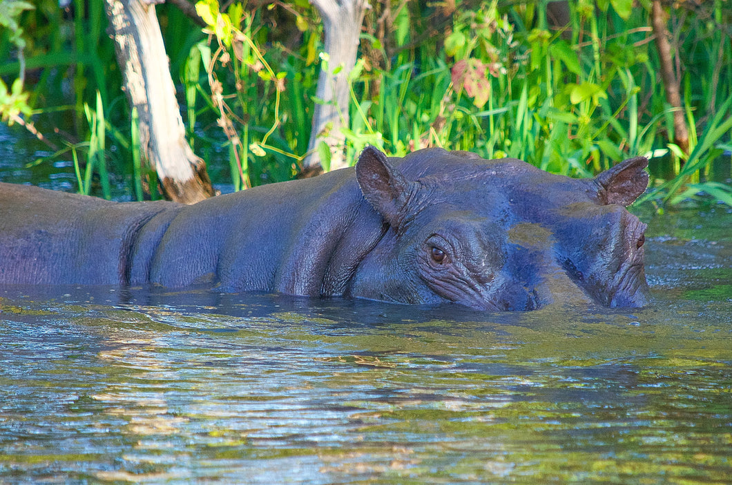 Zambezi River Hippo