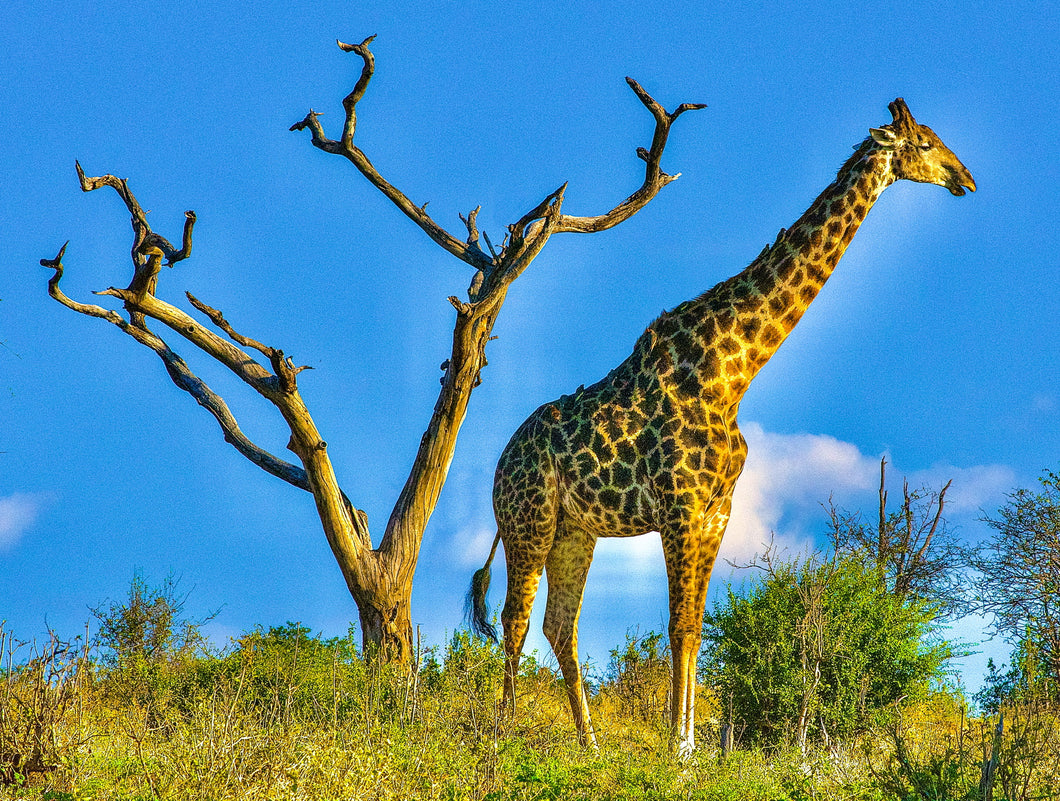 Giraffe, Botswana