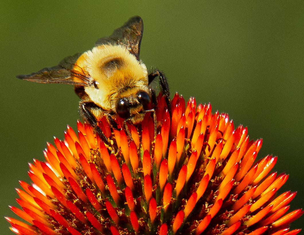 Bumblebee with Pollen
