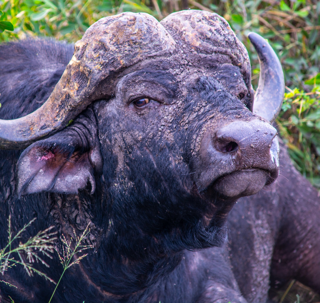 Old Bull Cape Buffalo