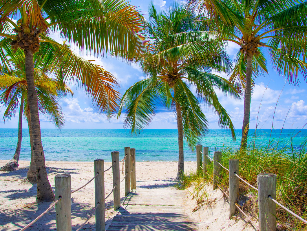 Palms Over Beach Access