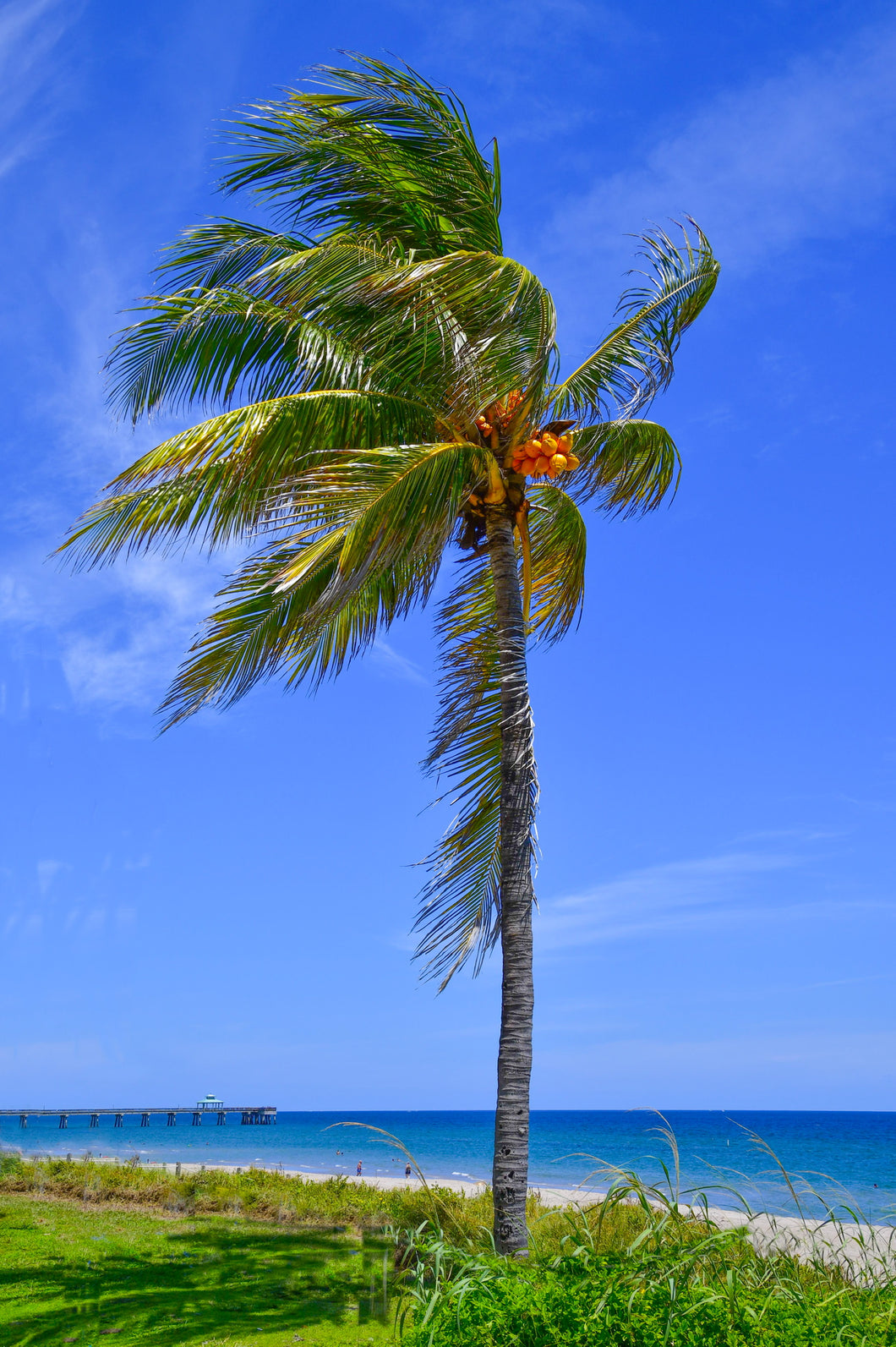 Coconut Palm by the Sea