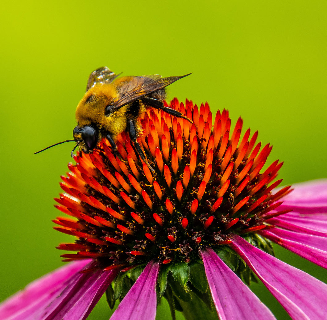 Bumblebee on Cornflower